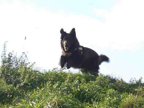 Blanding af racer Himmelhund Milo min Milo <3  - Kommer nu mor i fuld spring... billede 13