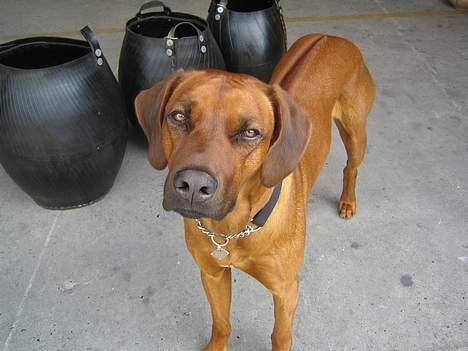 Rhodesian ridgeback markus billede 5