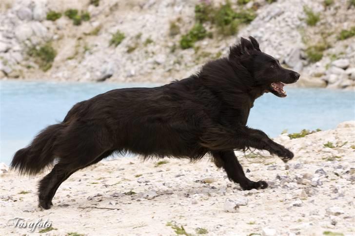 Blanding af racer Himmelhund Milo min Milo <3  billede 14