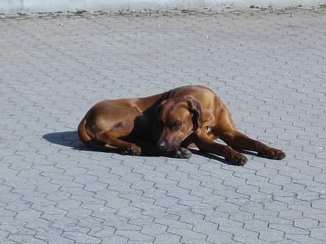 Rhodesian ridgeback markus billede 6
