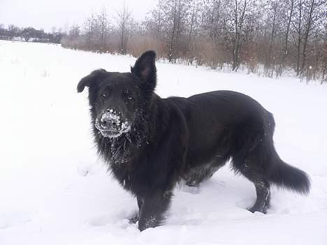 Blanding af racer Himmelhund Milo min Milo <3  billede 15