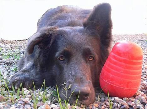 Blanding af racer Himmelhund Milo min Milo <3  billede 16