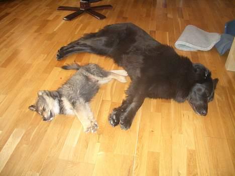 Blanding af racer Himmelhund Milo min Milo <3  - Milo og Maxi tager en slapper billede 17