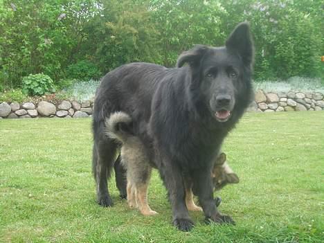 Blanding af racer Himmelhund Milo min Milo <3  - Maxi "angriber" Milo billede 18