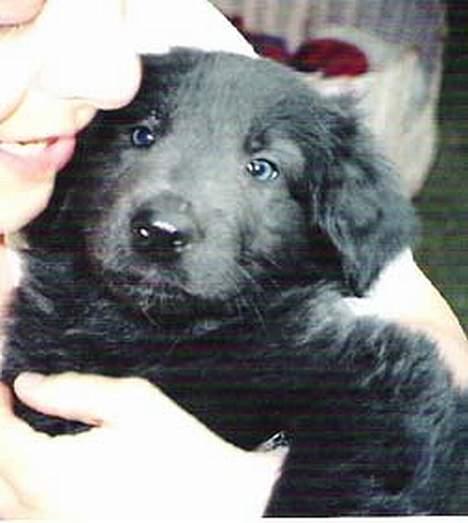 Blanding af racer Himmelhund Milo min Milo <3  - Milo 7 uger billede 19
