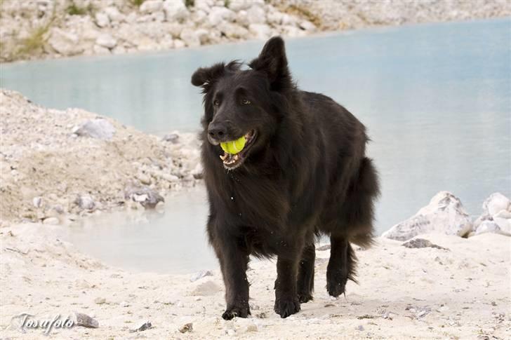 Blanding af racer Himmelhund Milo min Milo <3  billede 20