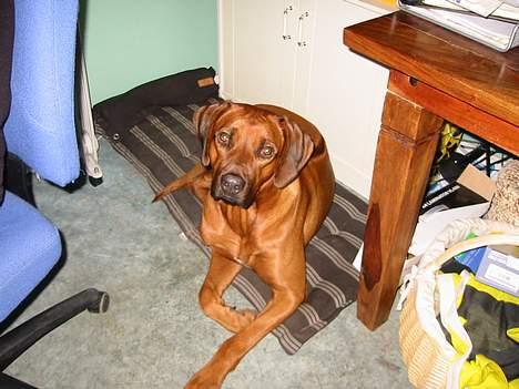 Rhodesian ridgeback markus billede 7