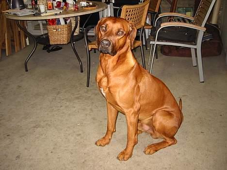 Rhodesian ridgeback markus billede 8