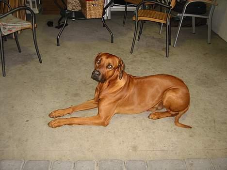 Rhodesian ridgeback markus billede 9