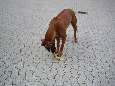 Rhodesian ridgeback markus billede 10