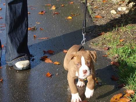 Amerikansk bulldog T-bone - 22/10-06 - Så var hun ude og gå tur i snor for første gang, hvilket hun klarede rigtigt flot :) billede 4