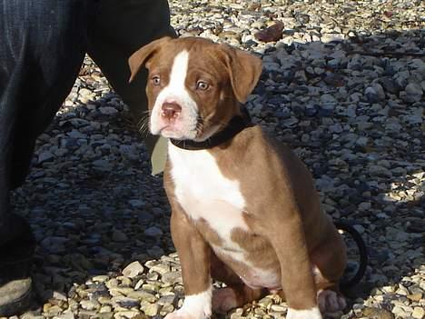 Amerikansk bulldog T-bone - 22/10-06 billede 5