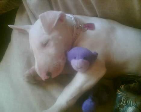 Bullterrier Gucci - her sover jeg med min bamse thi hi ;D <3 billede 1