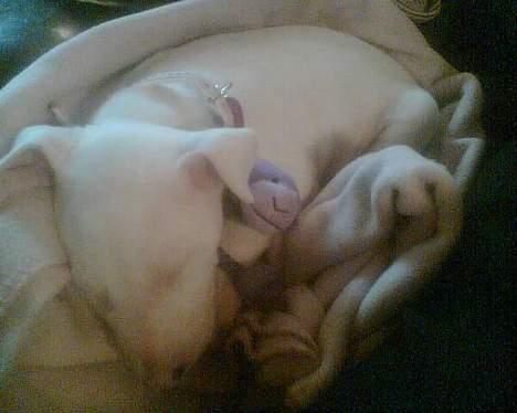 Bullterrier Gucci - jeg er godt nok træt zzz ;D billede 2