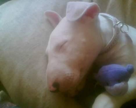 Bullterrier Gucci - jeg får altid min skønheds søvn ;D <3 billede 3