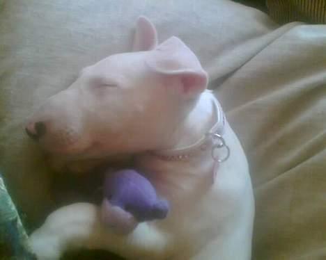 Bullterrier Gucci - er jeg ikke bare sød? ;D <333 billede 4