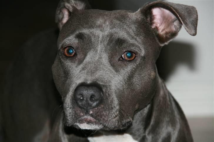 Amerikansk staffordshire terrier zika billede 2