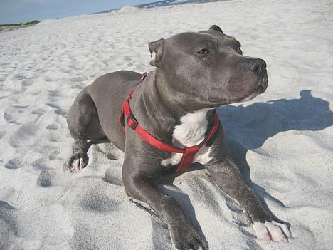 Amerikansk staffordshire terrier zika - En tur på stranden    30/4 07 billede 3