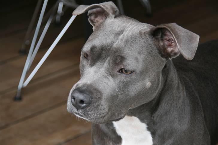 Amerikansk staffordshire terrier zika billede 4