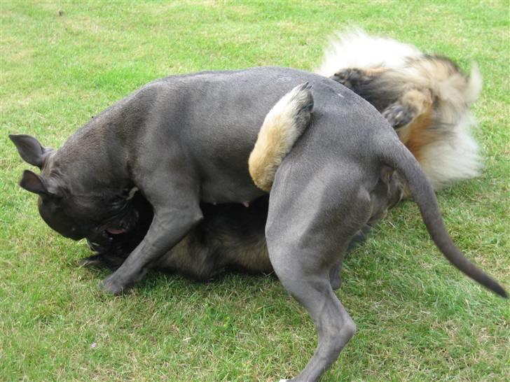 Amerikansk staffordshire terrier zika - Quincen , min bedste legekammerat får tæsk billede 5