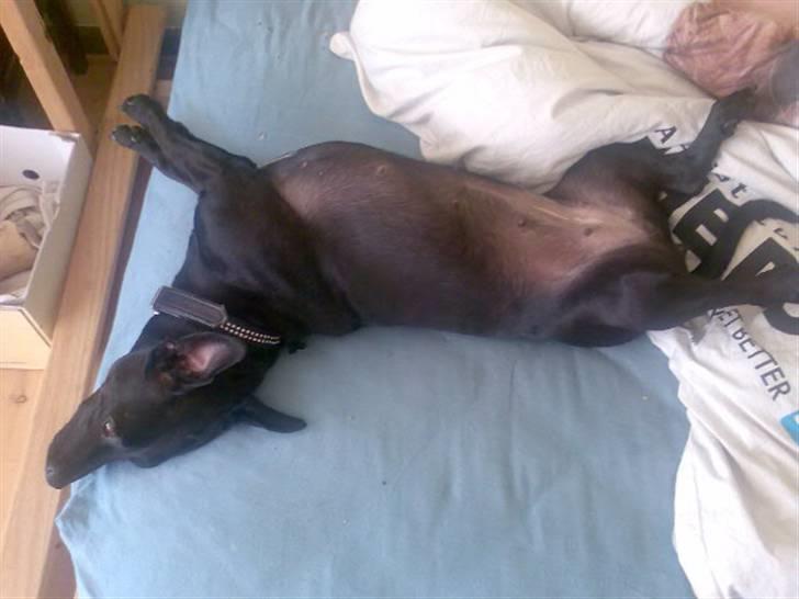 Blanding af racer Silke *Bor hos min venind - *Nyt*  Taget d. 14 august 2007 billede 8