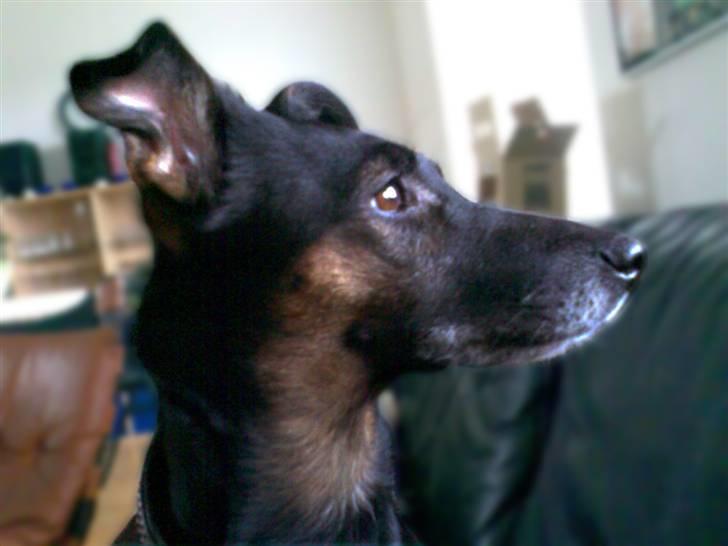 Blanding af racer Nicki -Foxterrier/Schæfer billede 6