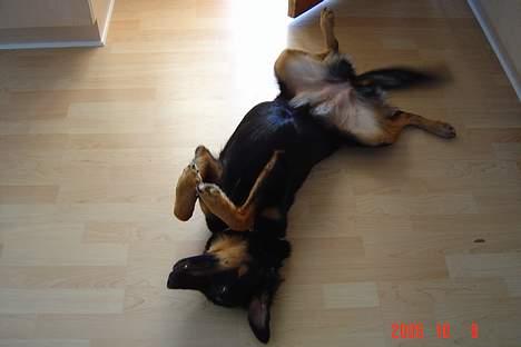 Blanding af racer Tulle billede 6