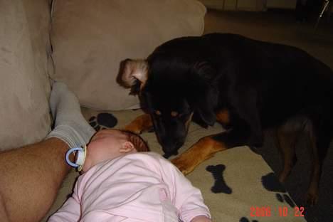 Blanding af racer Tulle billede 7