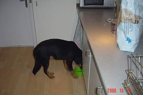 Blanding af racer Tulle billede 8