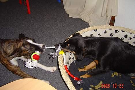 Blanding af racer thaiya *R.I.P* billede 12