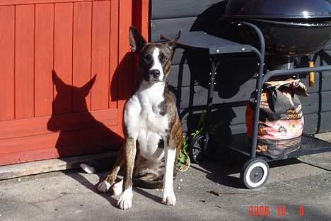 Blanding af racer thaiya *R.I.P* billede 14