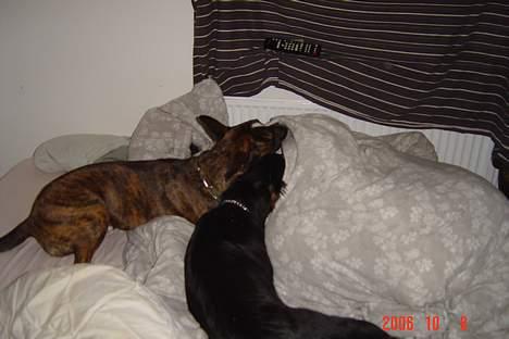 Blanding af racer thaiya *R.I.P* billede 15