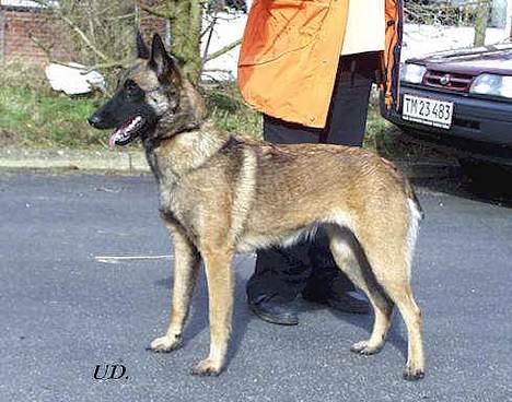 Malinois Cirka billede 1
