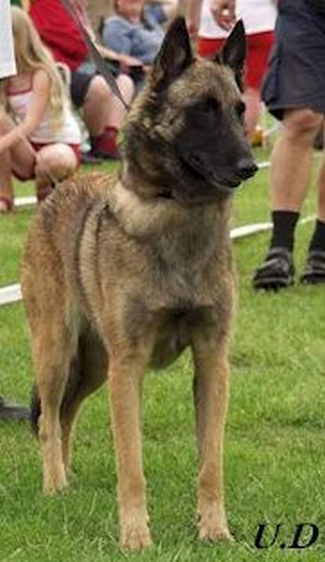 Malinois Cirka billede 2