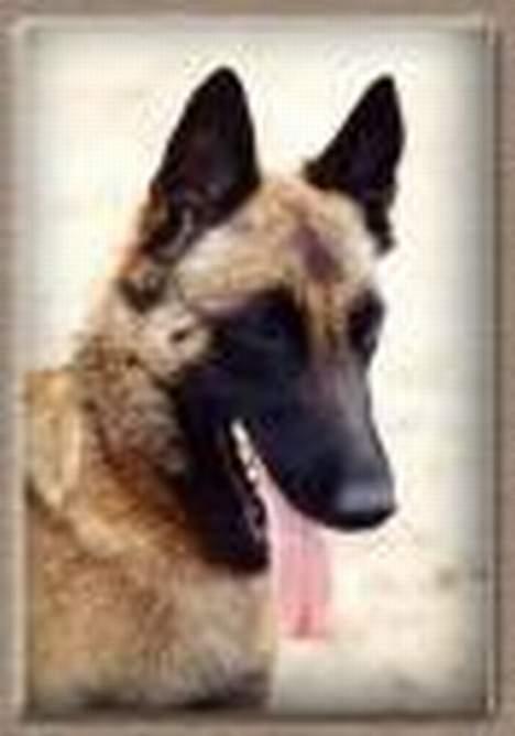 Malinois Cirka billede 3