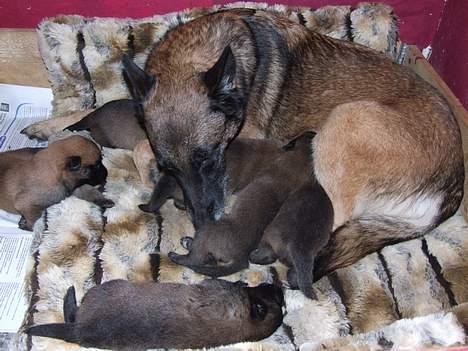 Malinois Cirka billede 4