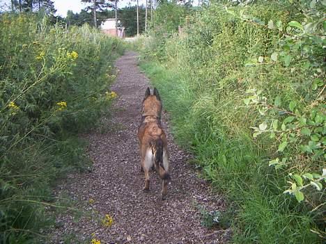 Malinois Cirka billede 5