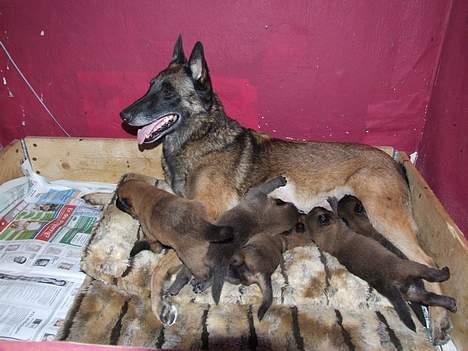 Malinois Cirka billede 6