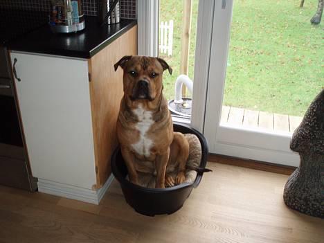 Blanding af racer TIMON "BULLROT"   R.I.P. - er det mig der er for stor eller er det kurven der er for lille??  (lillebrors kasse) billede 16