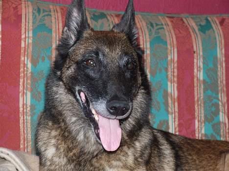 Malinois Cirka billede 7