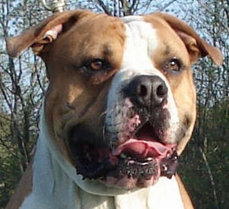 Amerikansk bulldog Holmegaards Scheik billede 5