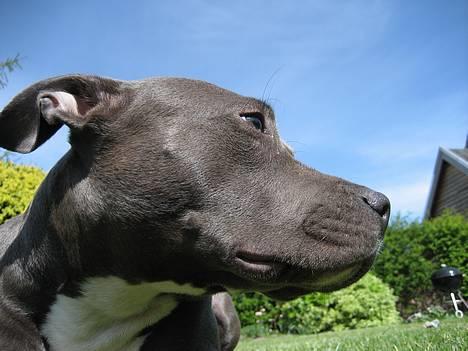 Amerikansk staffordshire terrier zika - lige lidt profil billede 6