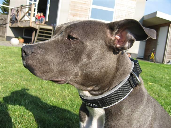 Amerikansk staffordshire terrier zika billede 7