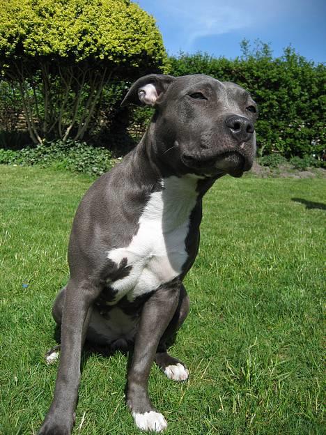 Amerikansk staffordshire terrier zika - flyt dig lige lidt makker billede 8