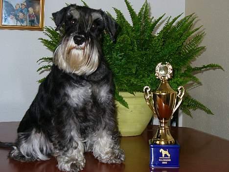 Dvaergschnauzer Tiramisu billede 13