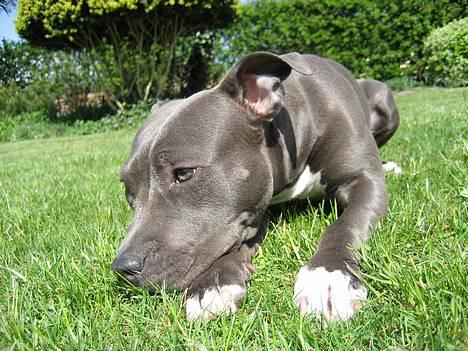 Amerikansk staffordshire terrier zika - gud hvor er det dejligt at ligge her  billede 9
