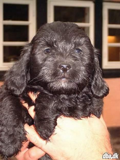 Lhasa apso Ludwig - lille Ludwig billede 1