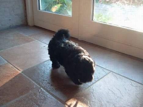Lhasa apso Ludwig - Ludwig på opdagelse billede 2