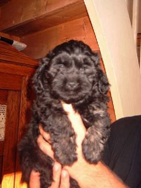 Lhasa apso Ludwig - ludwig vises frem billede 3