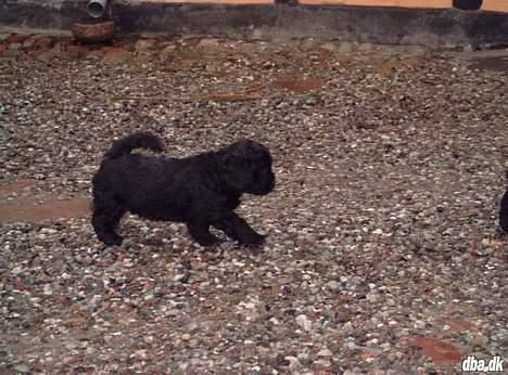 Lhasa apso Ludwig - Ludwig har opdaget at verden uden for er ret stor og spændende billede 4